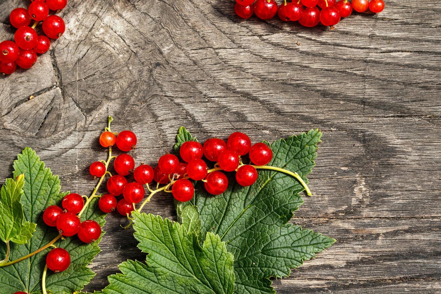 Red currant berries photo