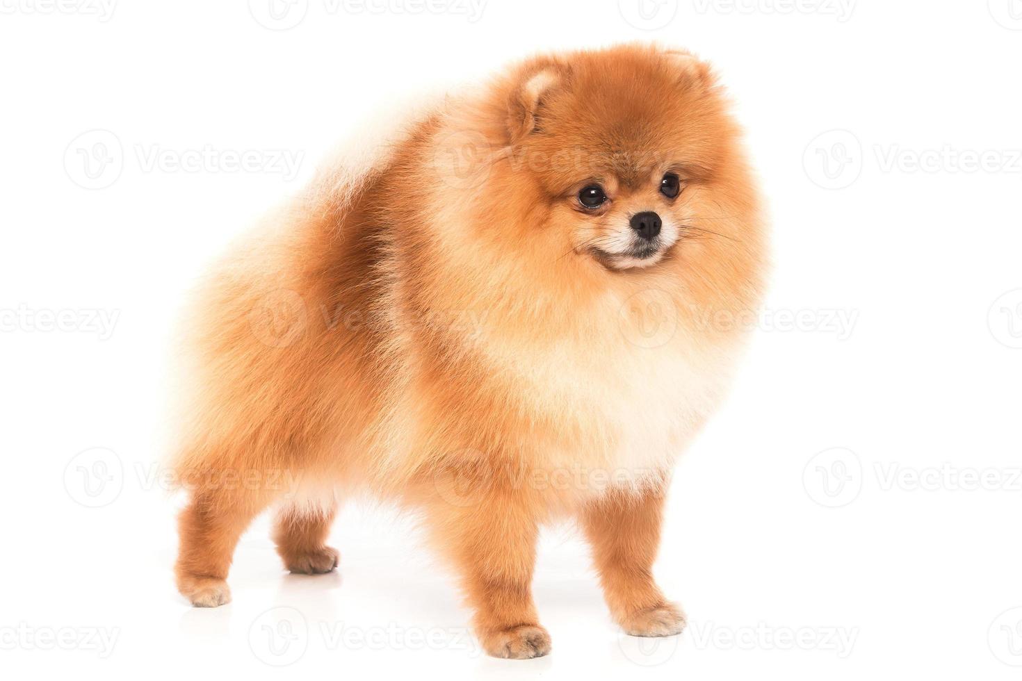 Cute pomeranian spitz photo