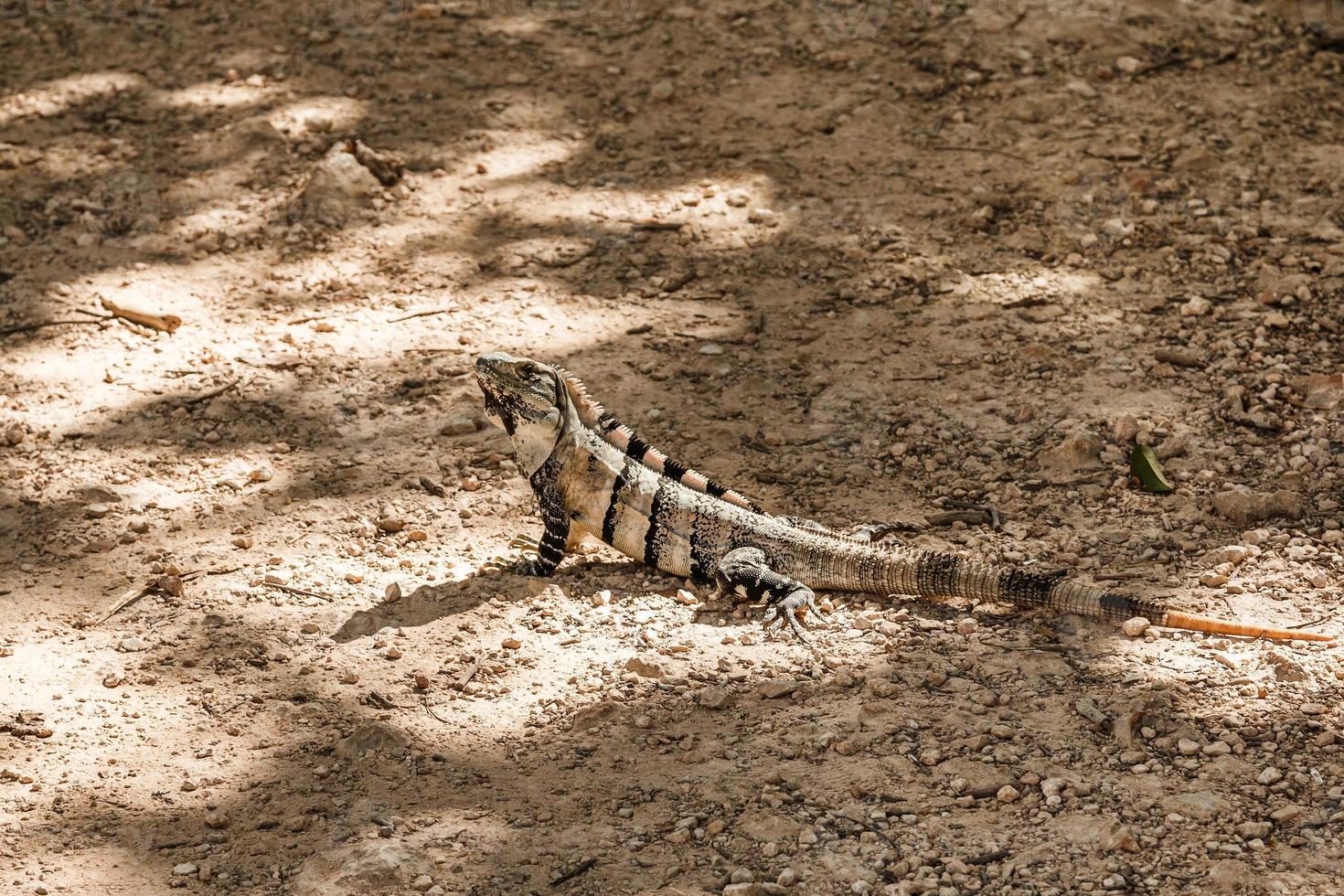 iguana negra de cola espinosa foto