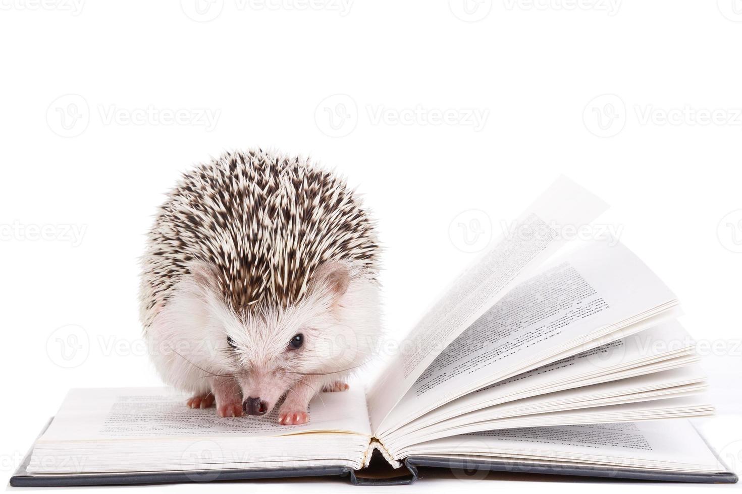 African hedgehog and book photo