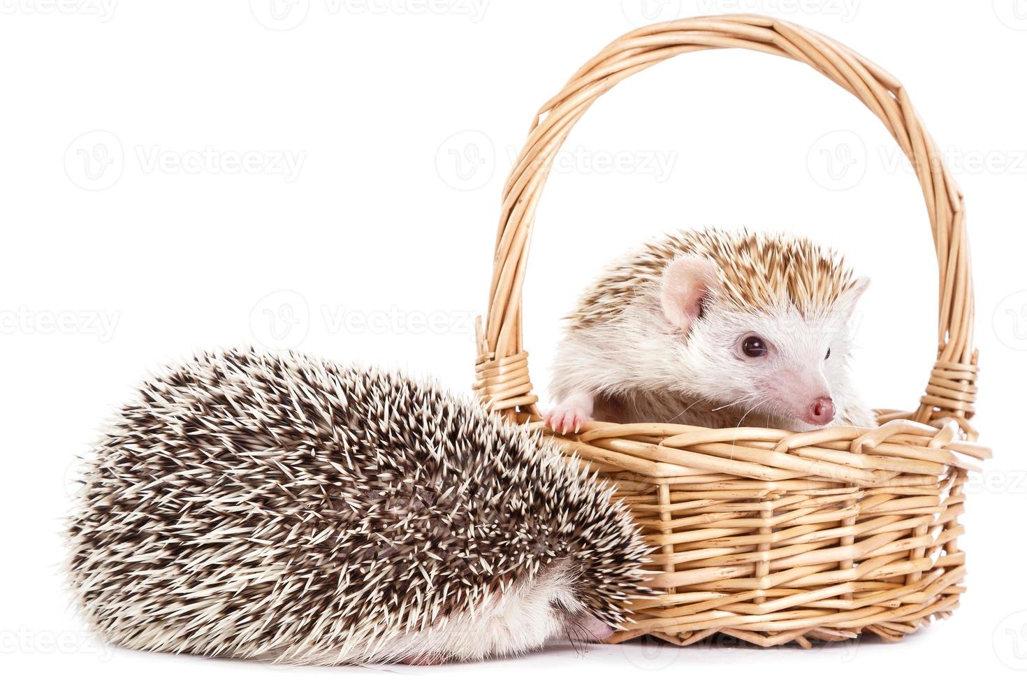 African hedgehog in the basket photo