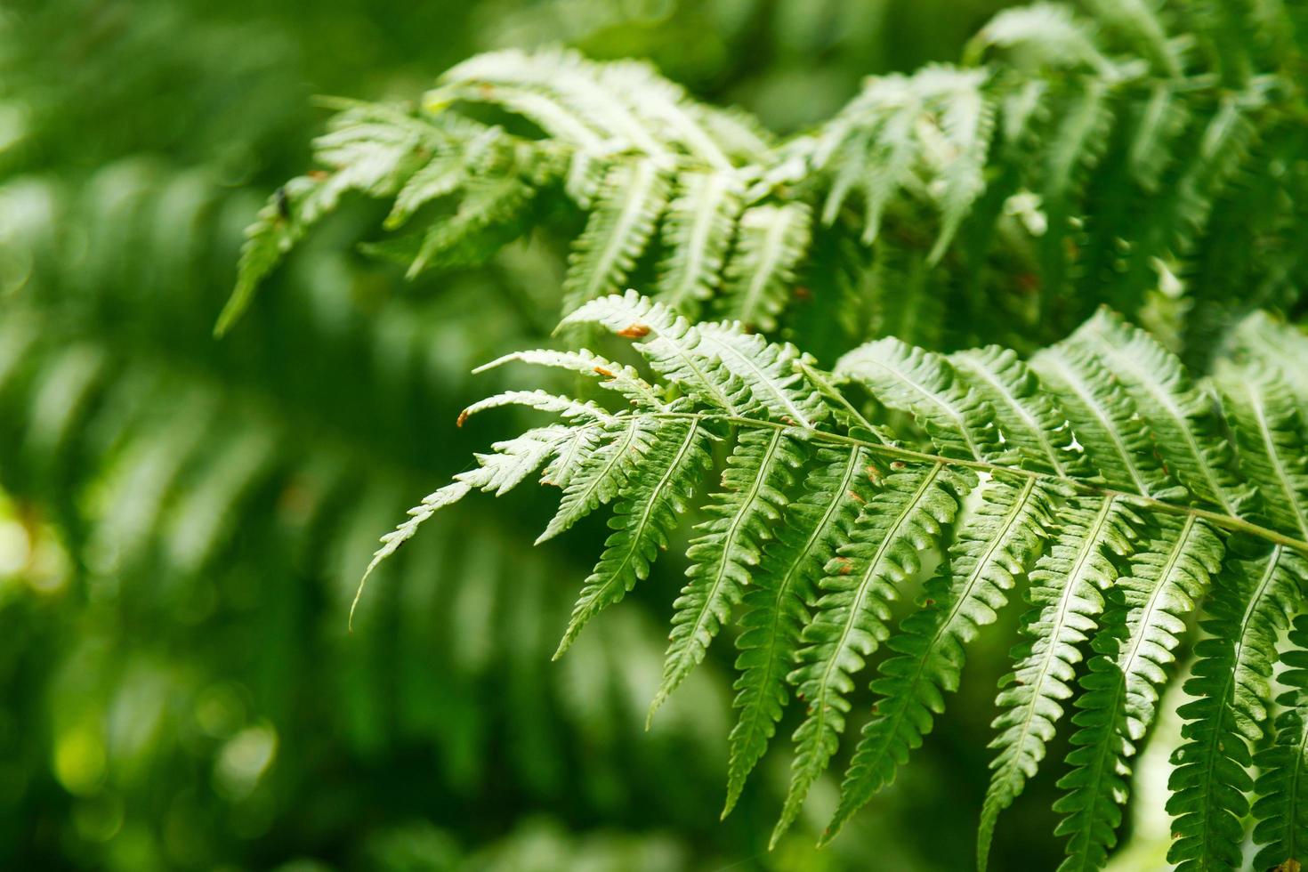 Green Fern leaves photo