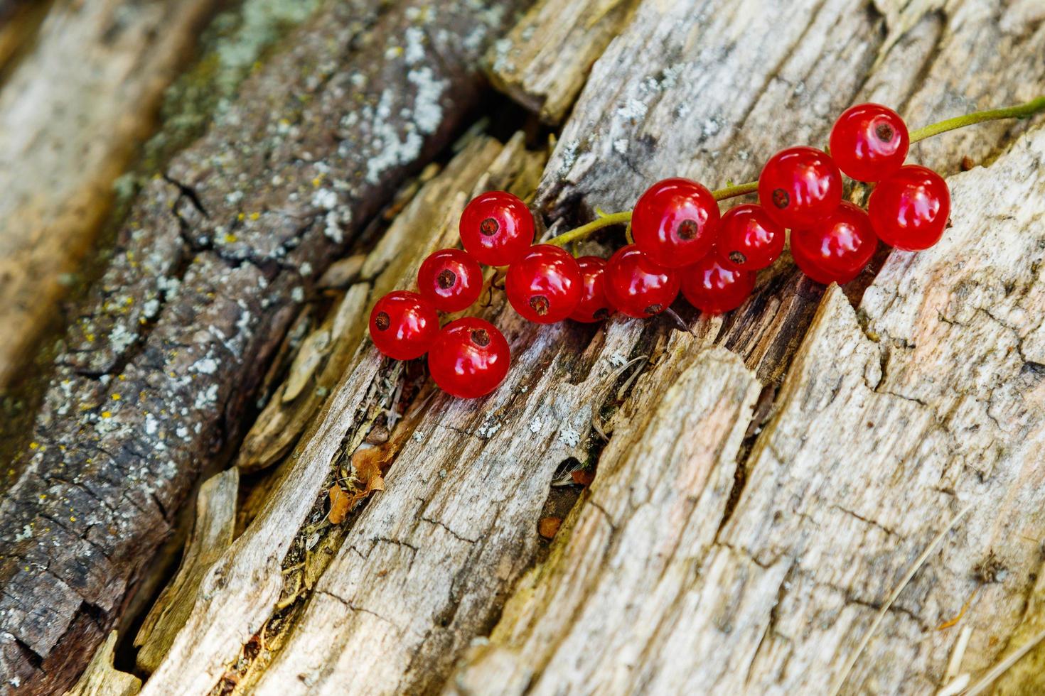 Red currant berries photo