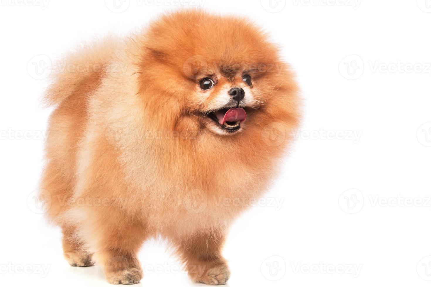 lindo pomerania pomerania foto