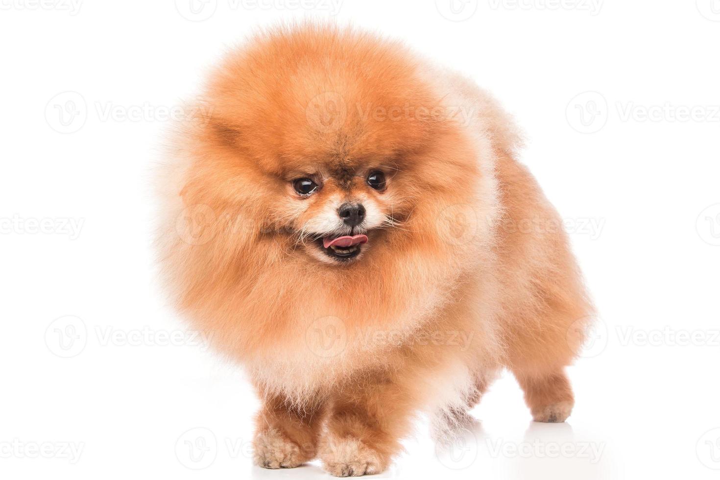 lindo pomerania pomerania foto