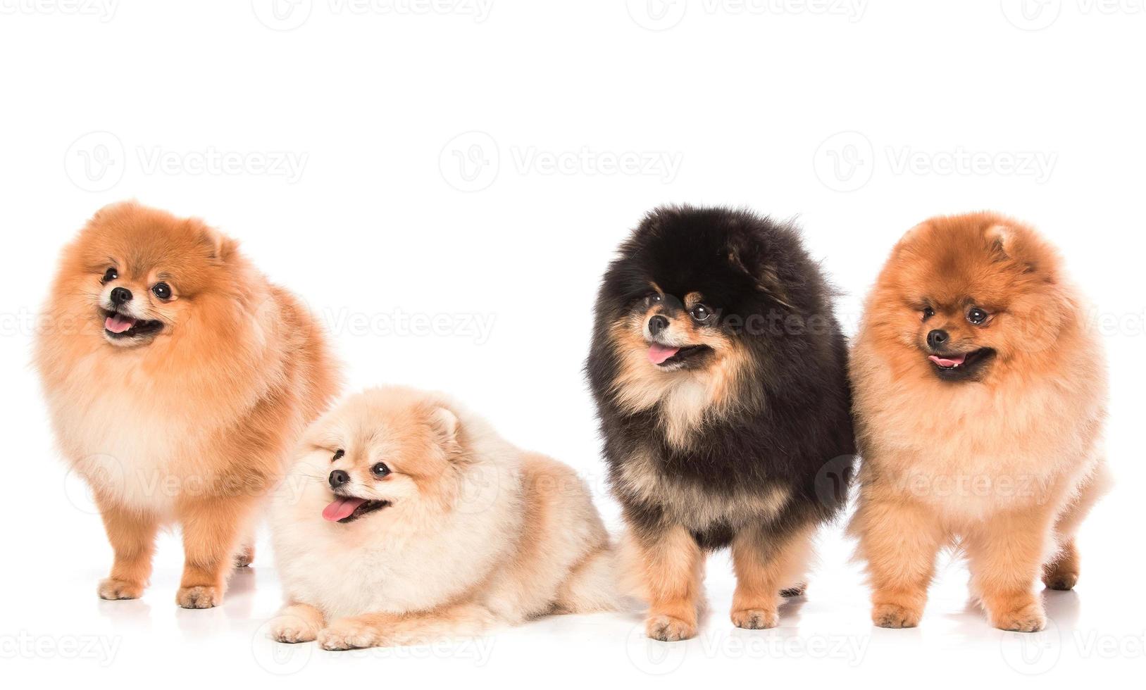 grupo de perros pomerania spitz foto