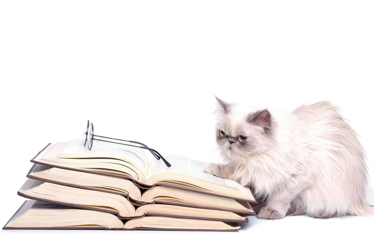 Persian cat and books photo