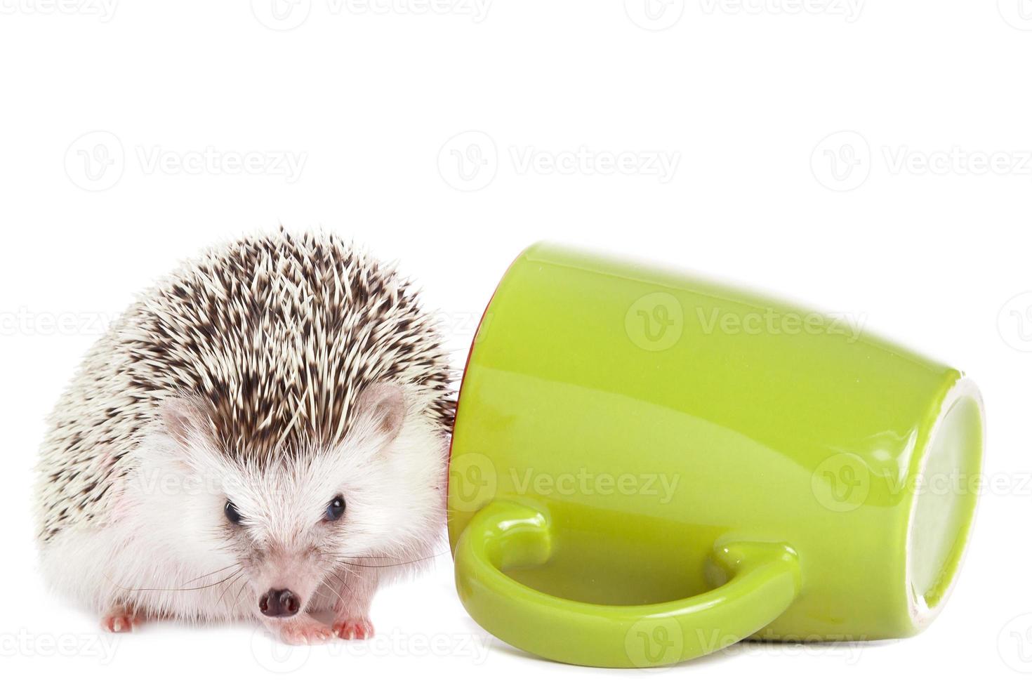 African hedgehog and green cup photo