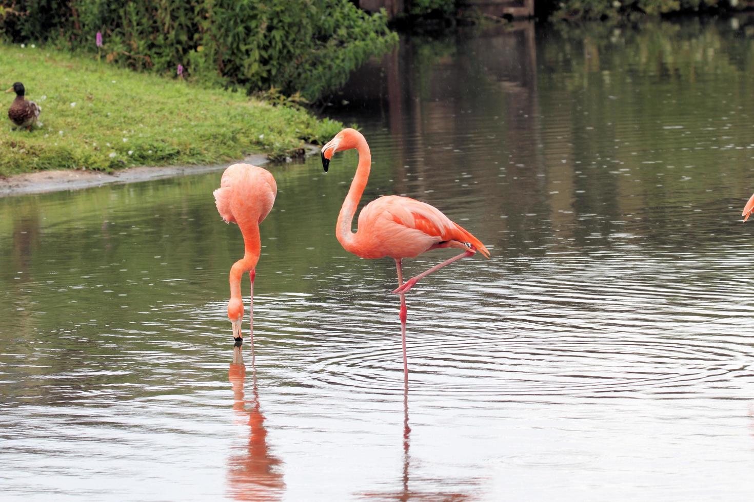 A view of a Flamingo at Slimbridge Nature Reserve photo