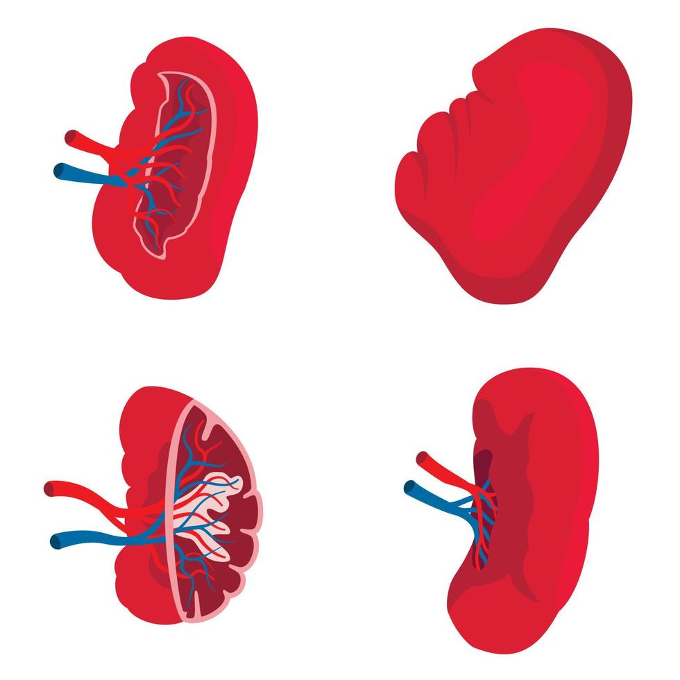 Spleen icons set, flat style vector