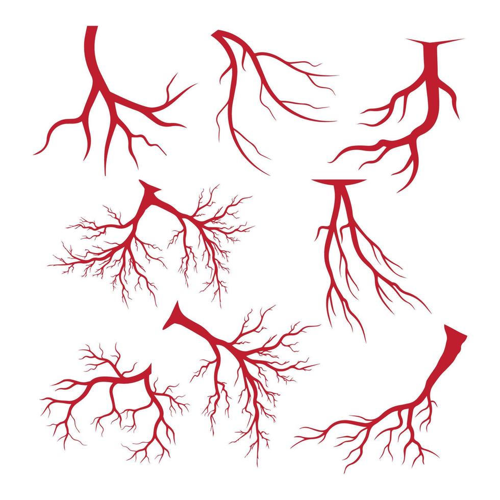 venas humanas, diseño de vasos sanguíneos rojos e ilustraciones vectoriales de arterias aisladas vector