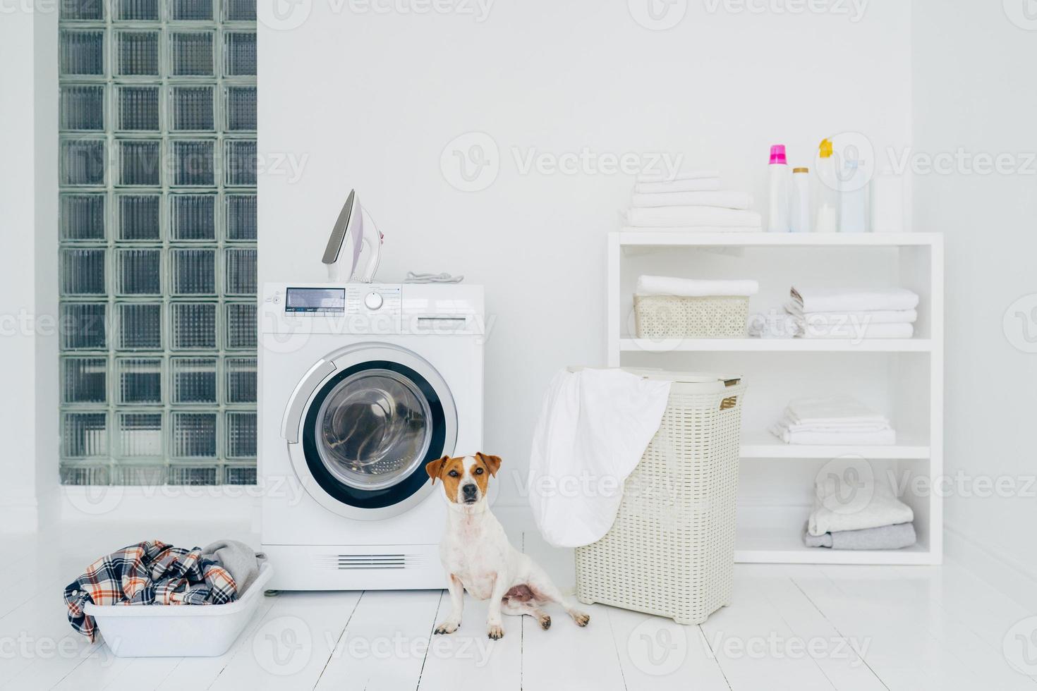 Pedigree dog poses in laundry room with washing machine and pile of dirty clothes in basket. Domestic room interior. White wall. Iron for ironing clean linen photo