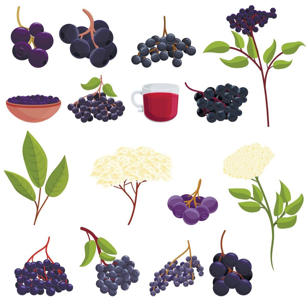 Elderberry icons set, cartoon style vector