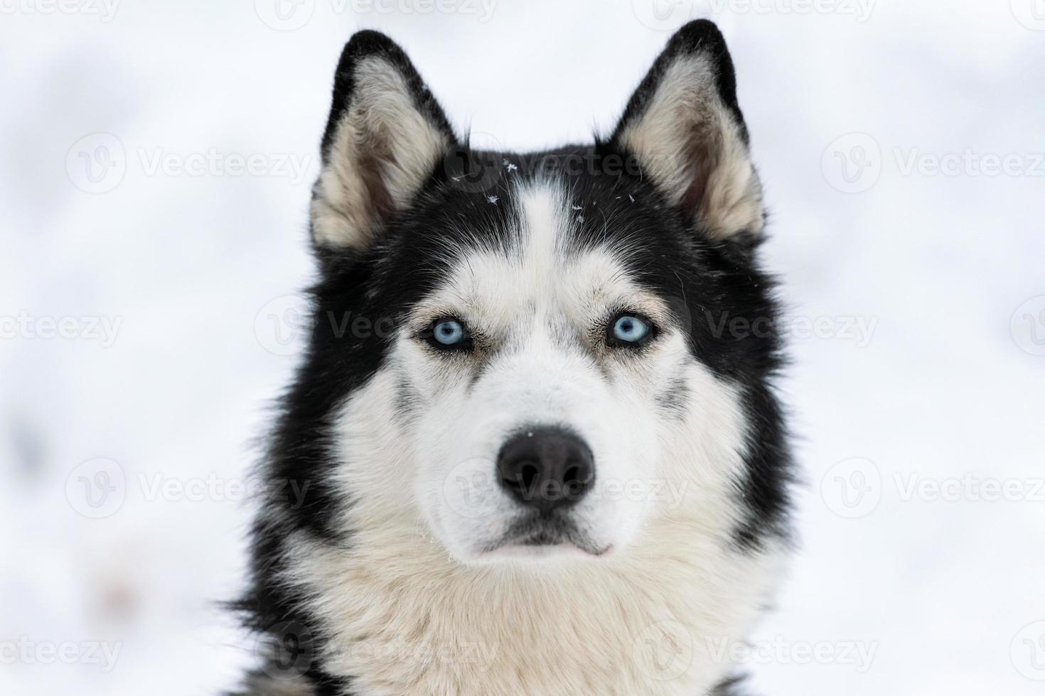 retrato de perro husky, fondo nevado de invierno. mascota divertida al caminar antes del entrenamiento de perros de trineo. foto