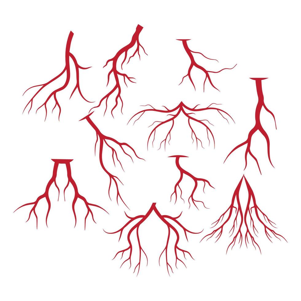 human veins, red blood vessels design and arteries Vector illustration isolated