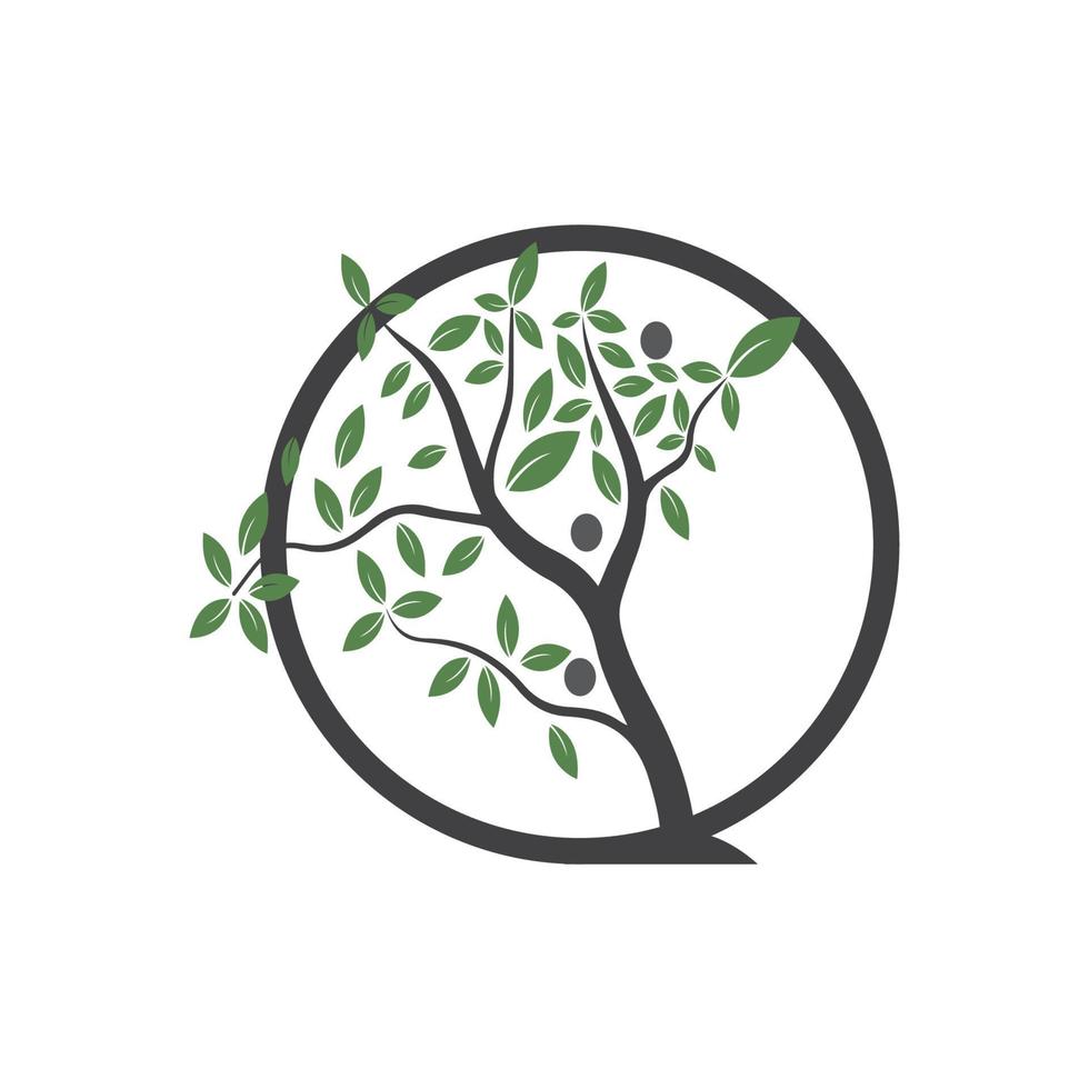 Tree Vector ,hand drawn,  illustration of  Olive tree vector design template