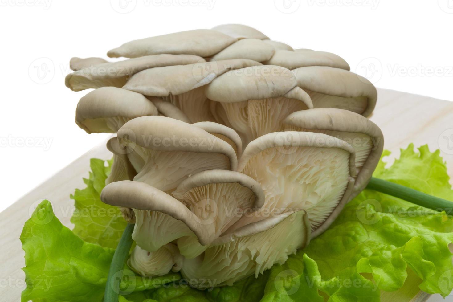 Fresh Fungus on white photo
