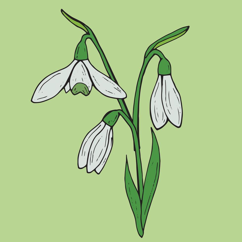 Beautiful snowdrops on light green background. Vector image. Hand drawn flowers.