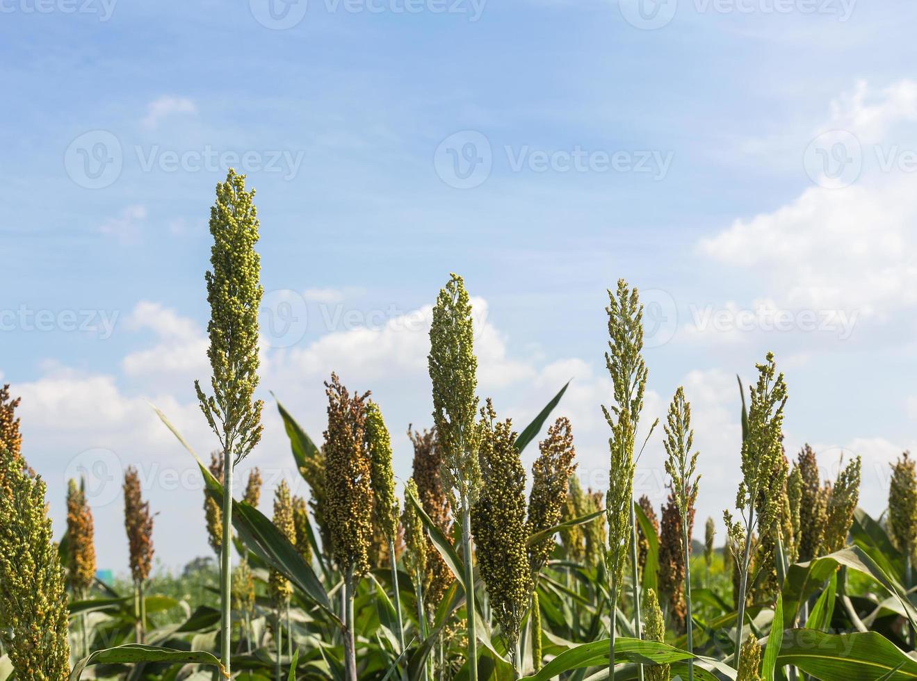Close up Sorghum field photo