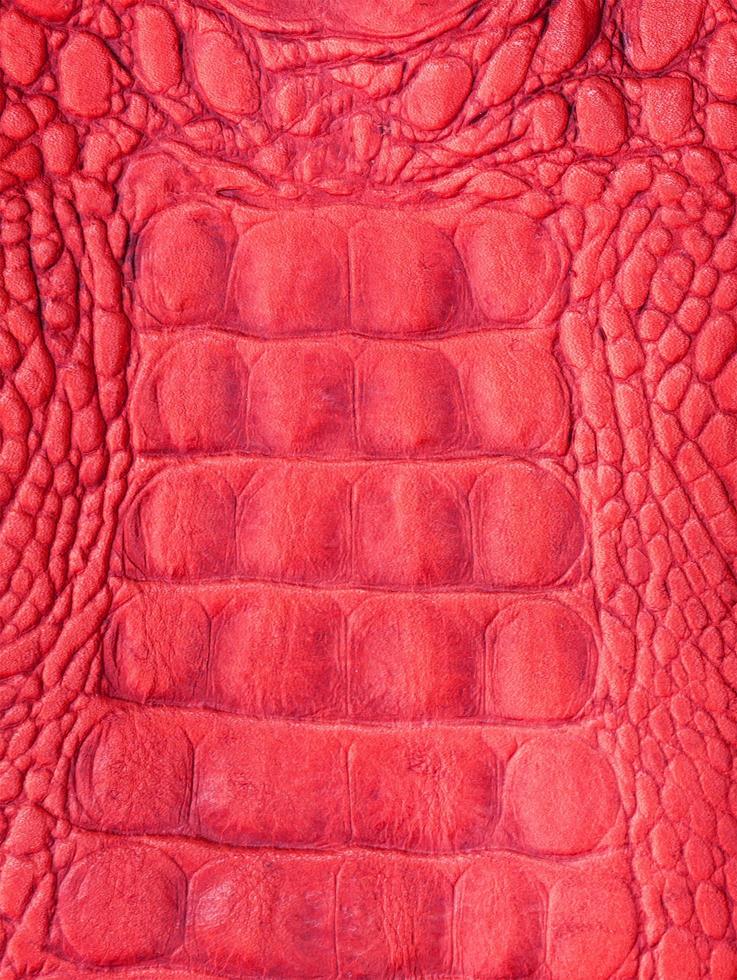 close up Crocodile skin photo