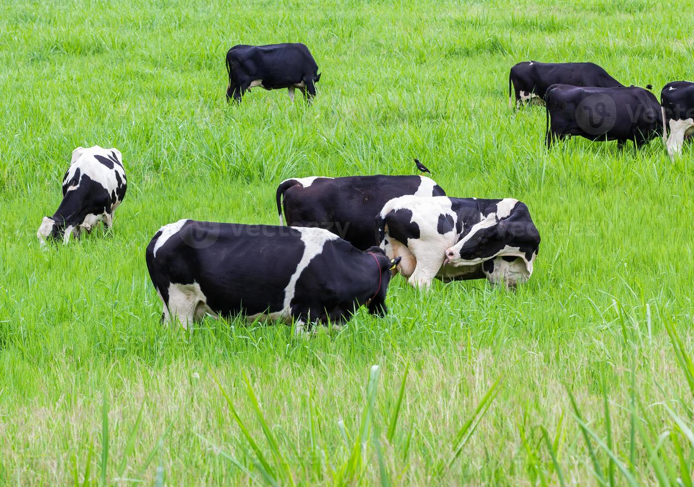 Cows on the pasture photo