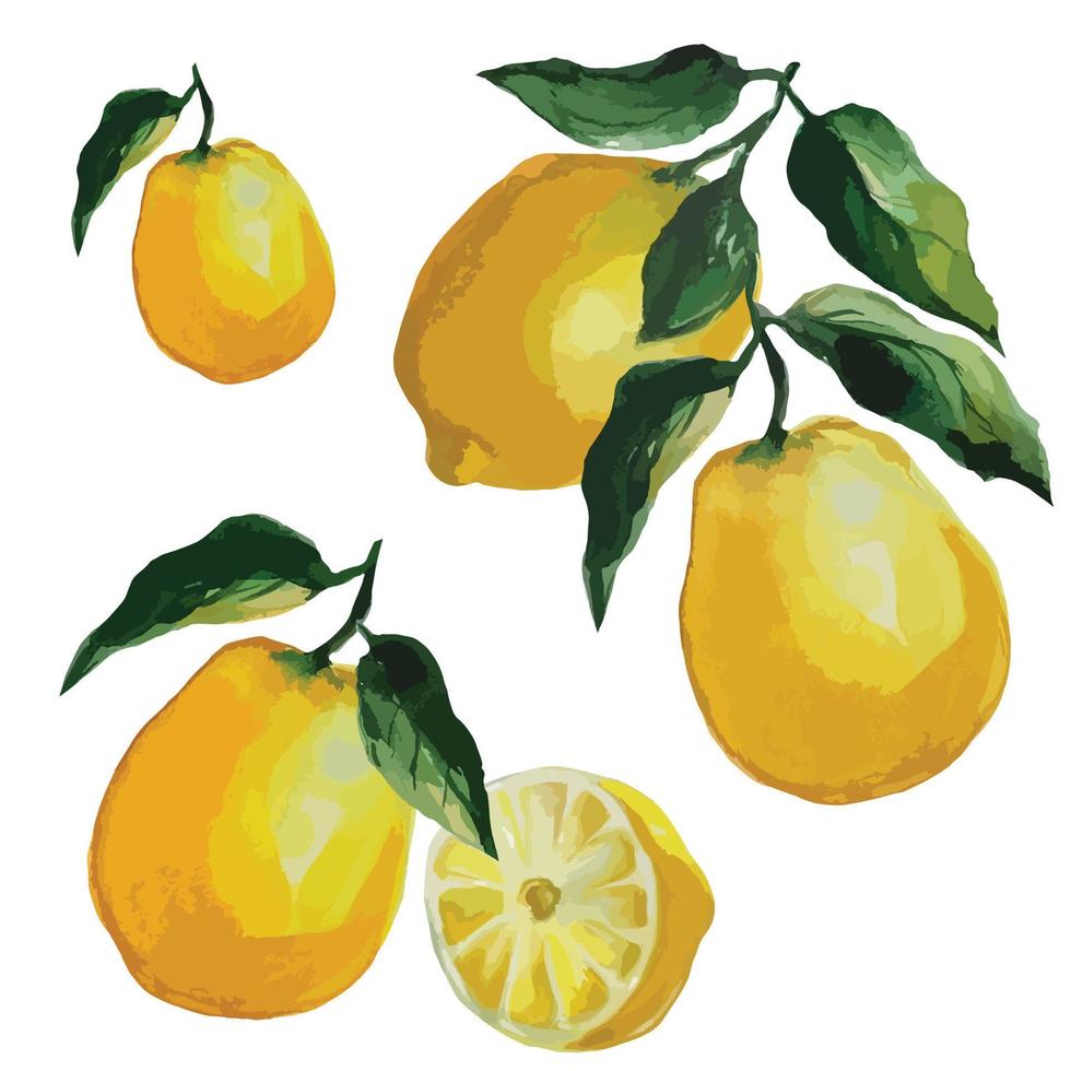 set of ripe lemon fruits on a branch with leaves vector