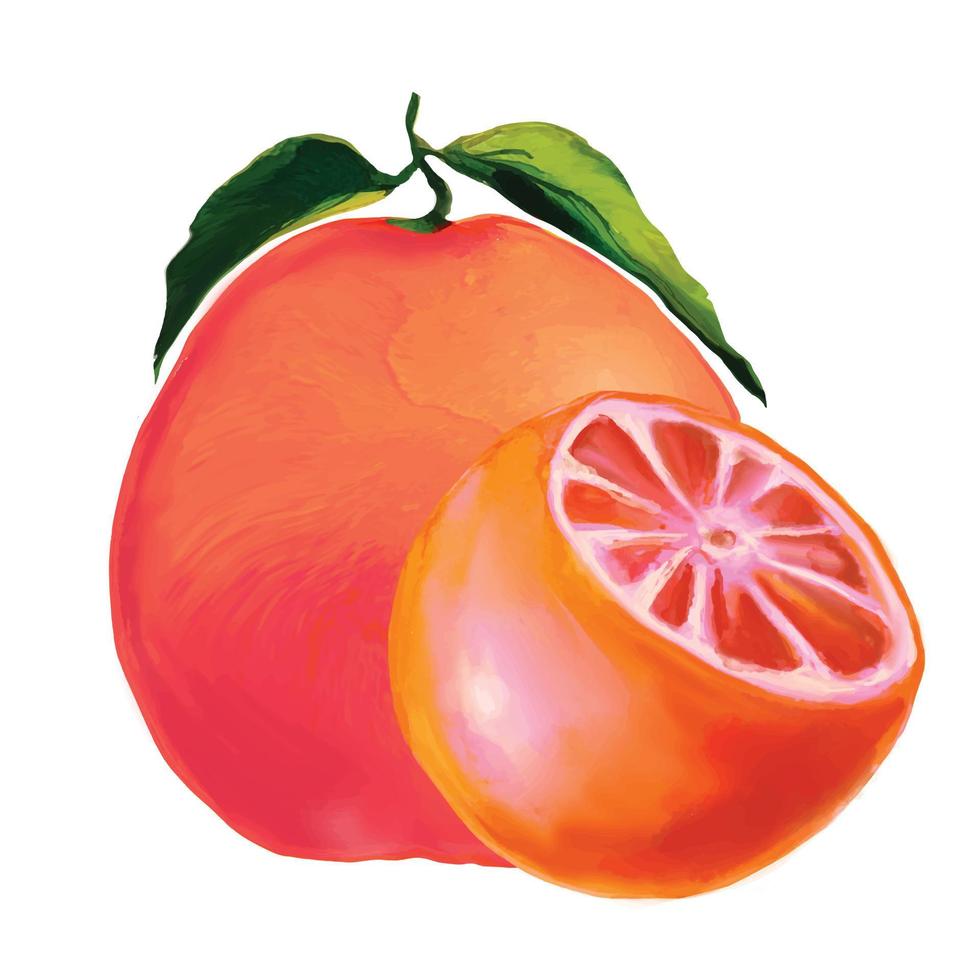 fruta de pomelo madura, ilustraciones de frutas cítricas vector