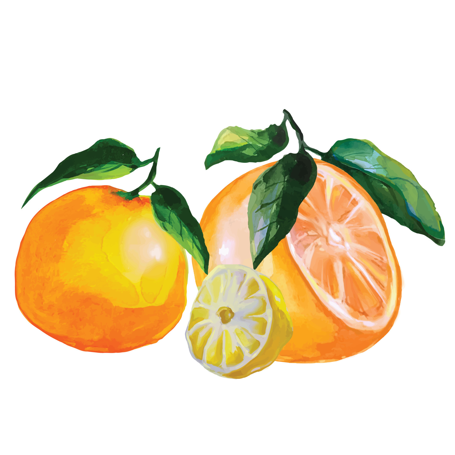 orange fruit with leaves, tangerine and lemon slice, citrus fruits