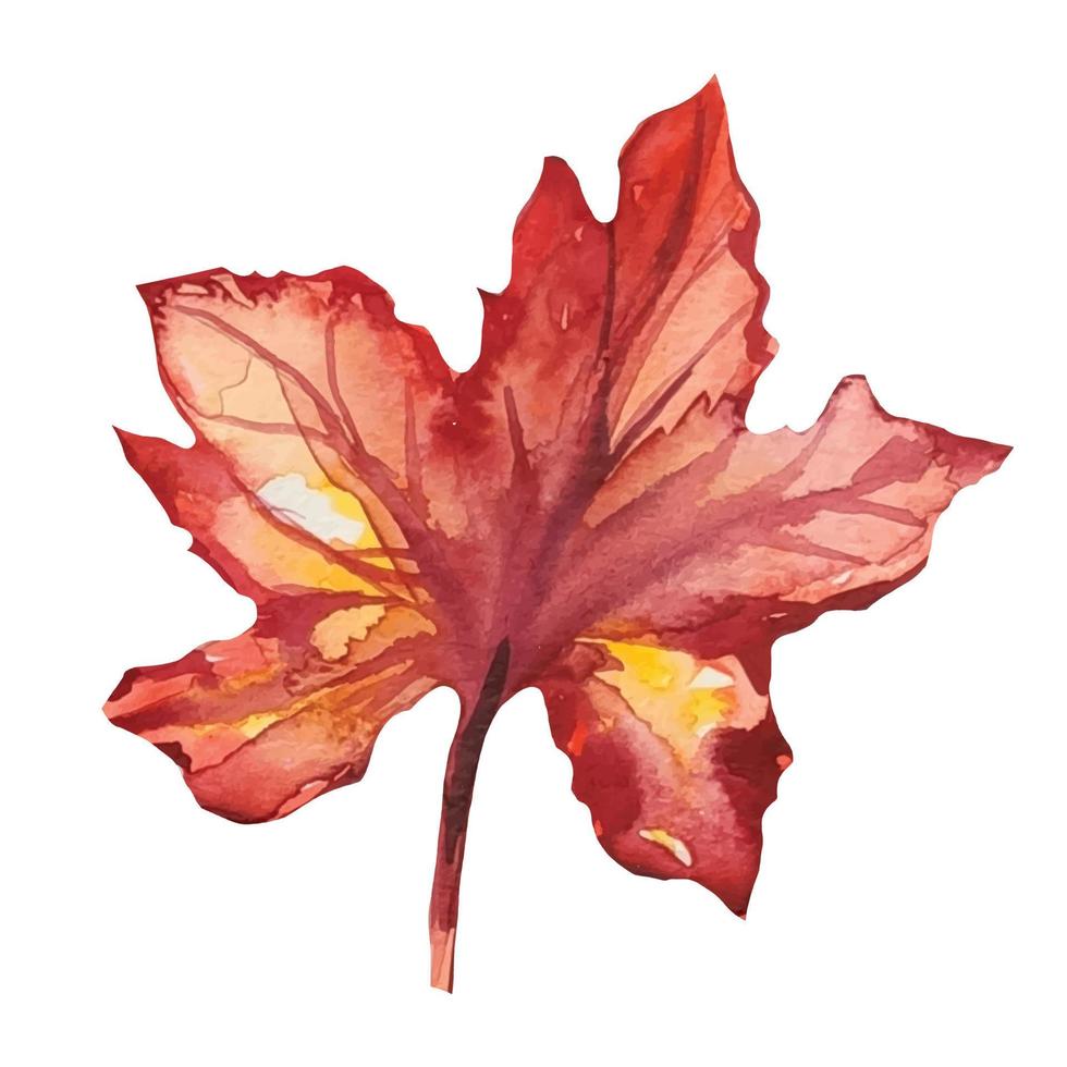 dry burgundy maple leaf in autumn watercolor illustration vector