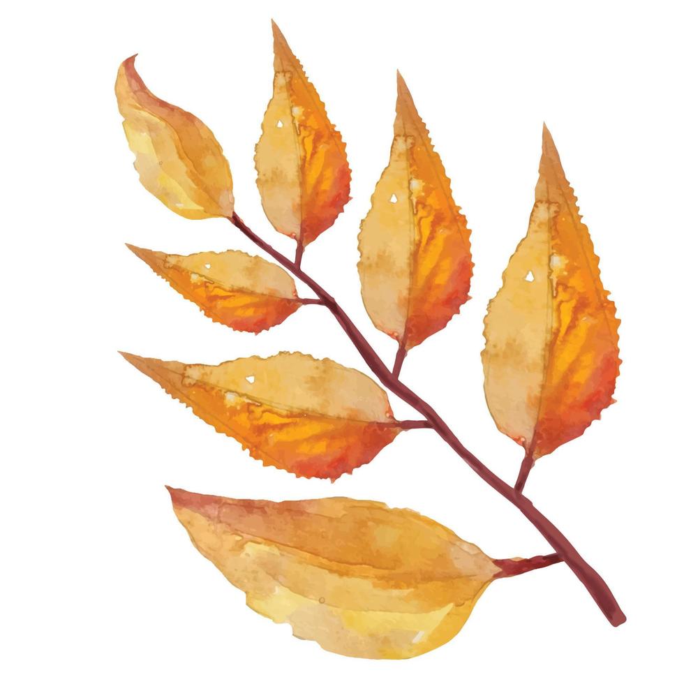 dead autumn dry tree leaves, botanical illustration watercolor vector