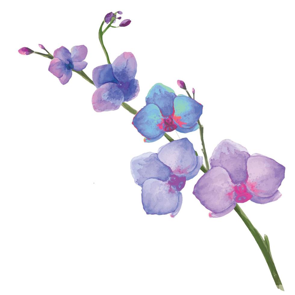 watercolor illustration of orchid flower stems with blooming flowers