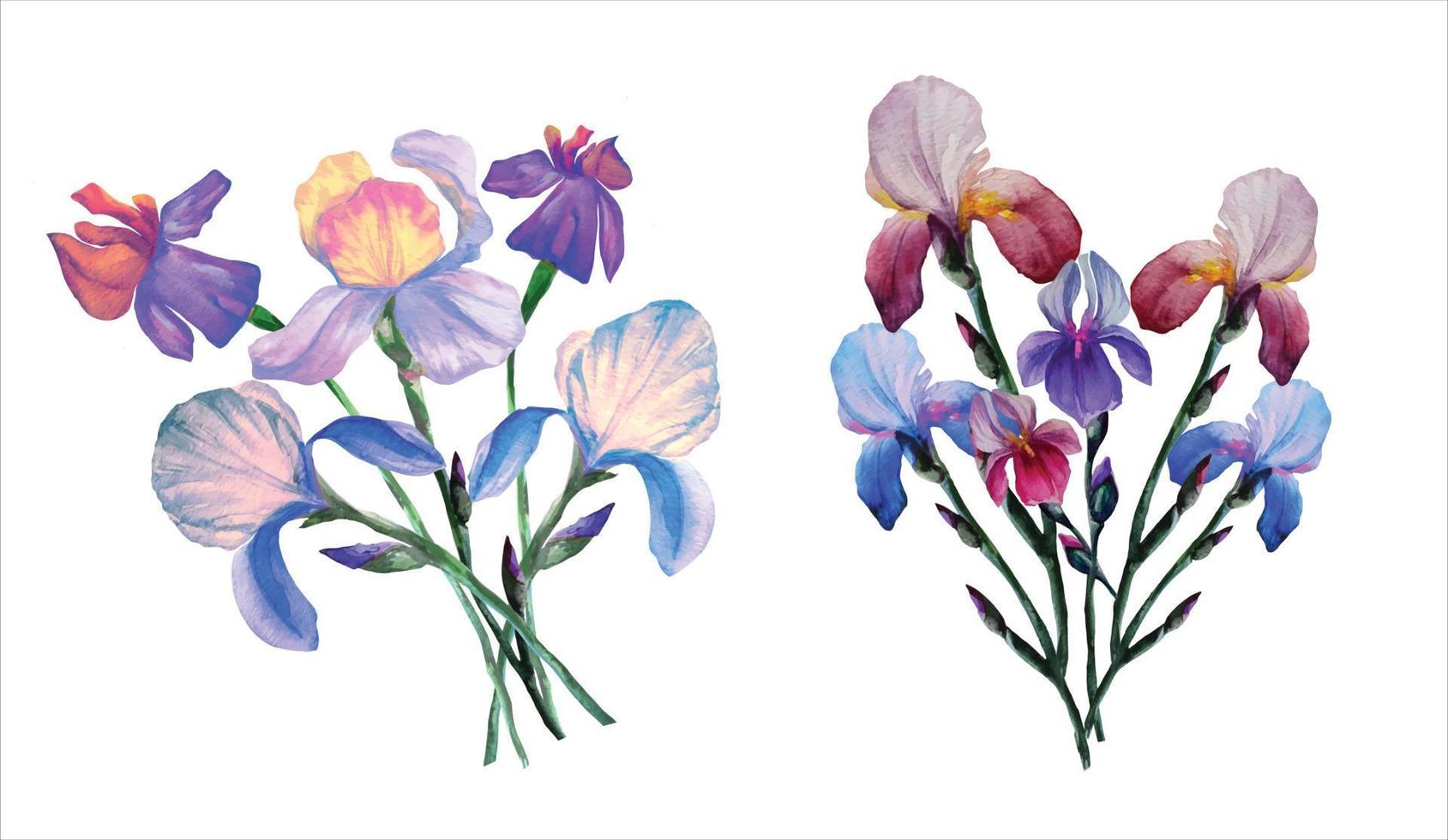 iris flowers in bouquets botanical watercolor illustration vector