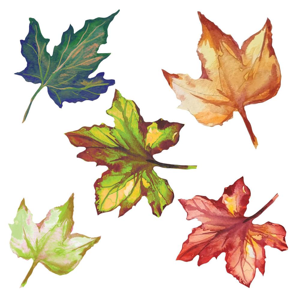 hojas de arce, hojas secas de otoño, ilustración de herbario vector