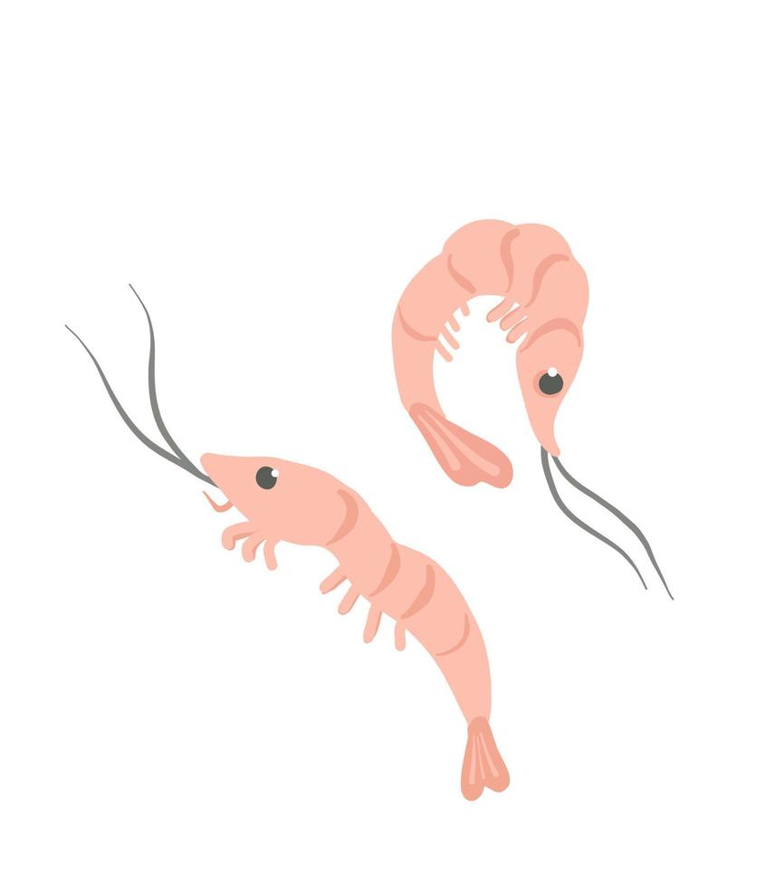 Shrimp illustration. Hand drawn cartoon shrimp for books, banners, web, menu. vector