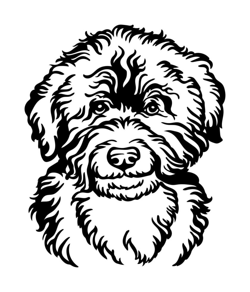 Barbet water dog vector black contour portrait