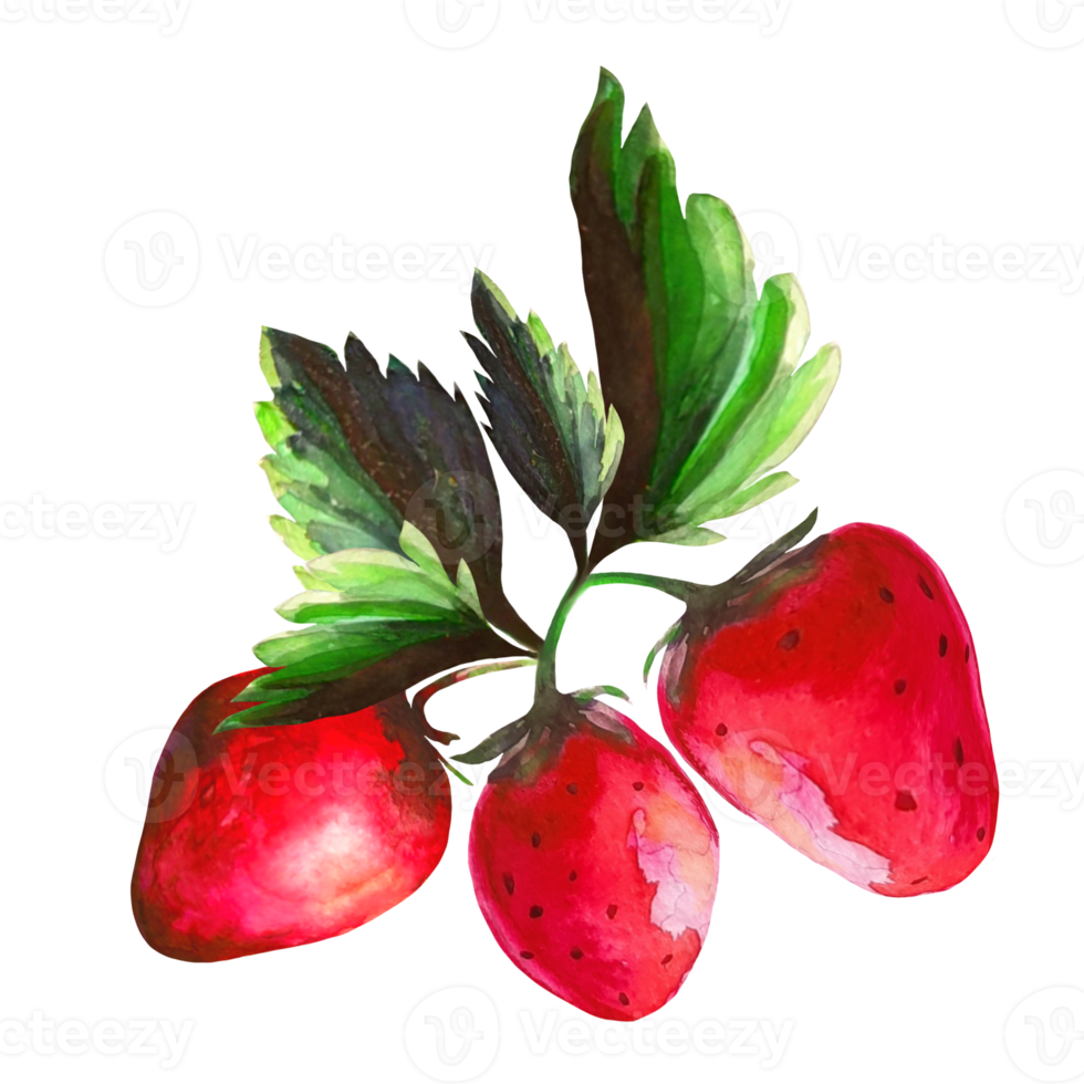 strawberry with leaves watercolor illustration png