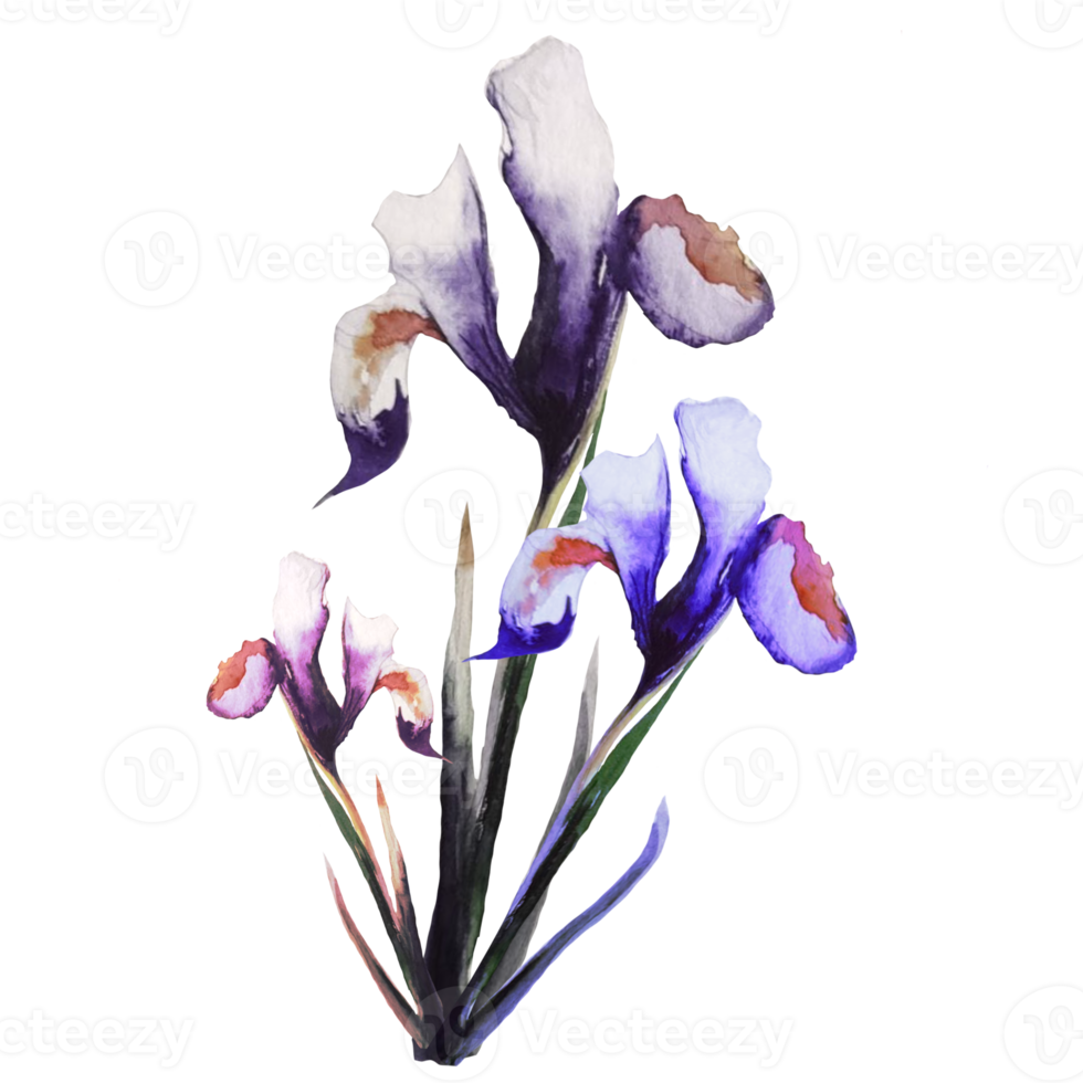 iris blomma akvarell illustration png