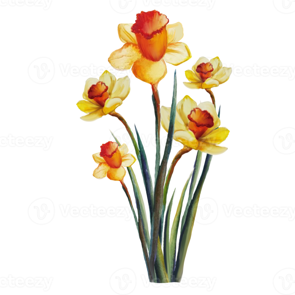 bukett blommor gul narcissus akvarell illustration png