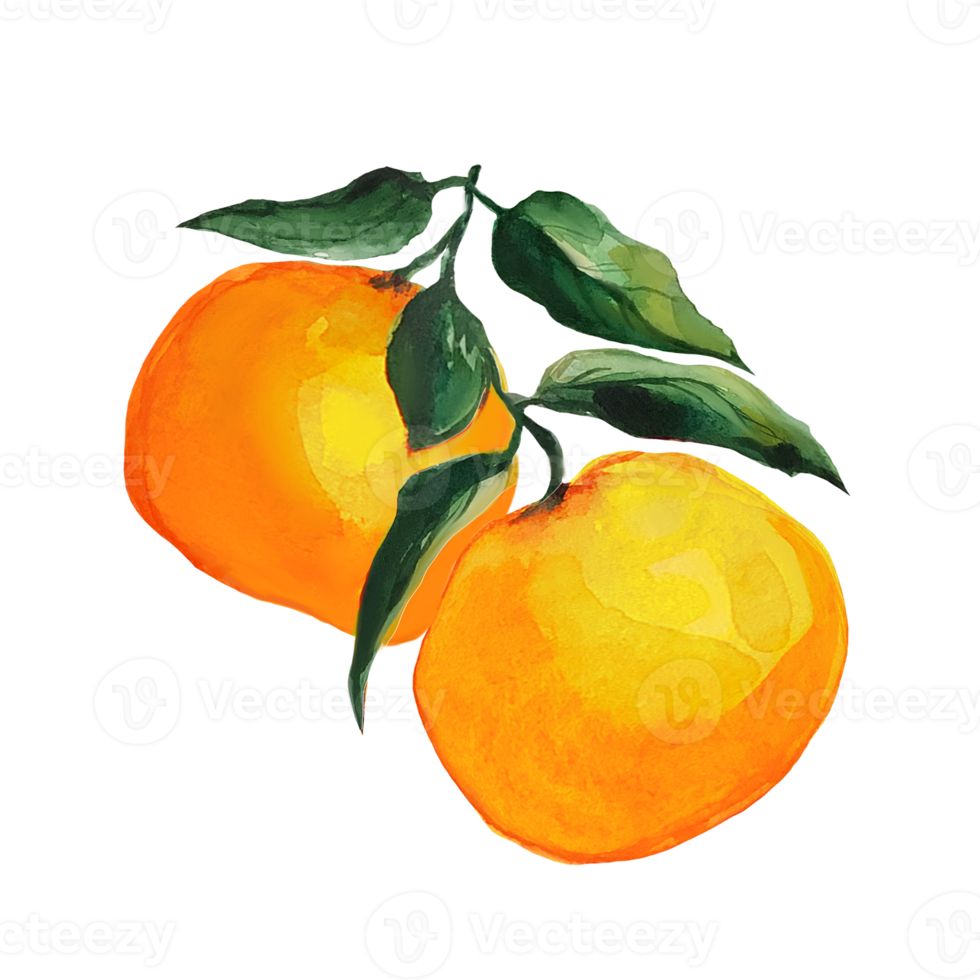 ilustración acuarela mandarina png