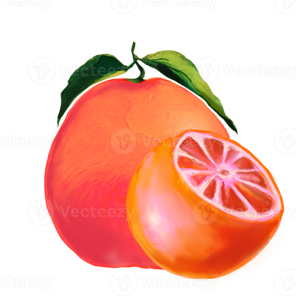 grapefrukt akvarell illustration png