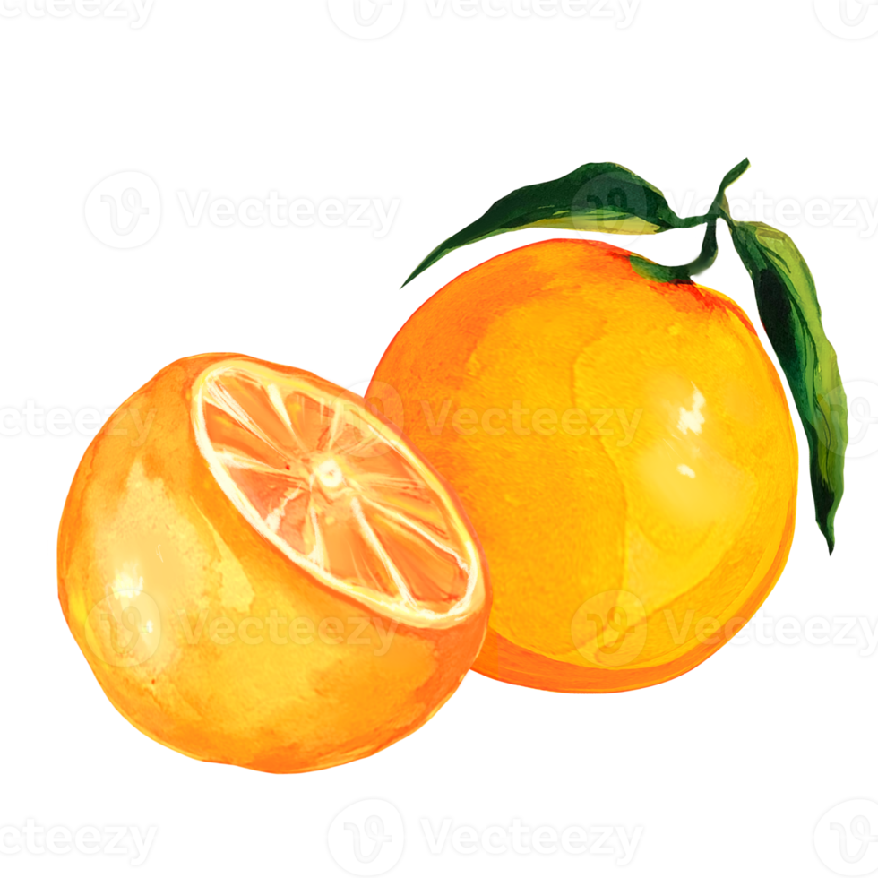 orange watercolor illustration png