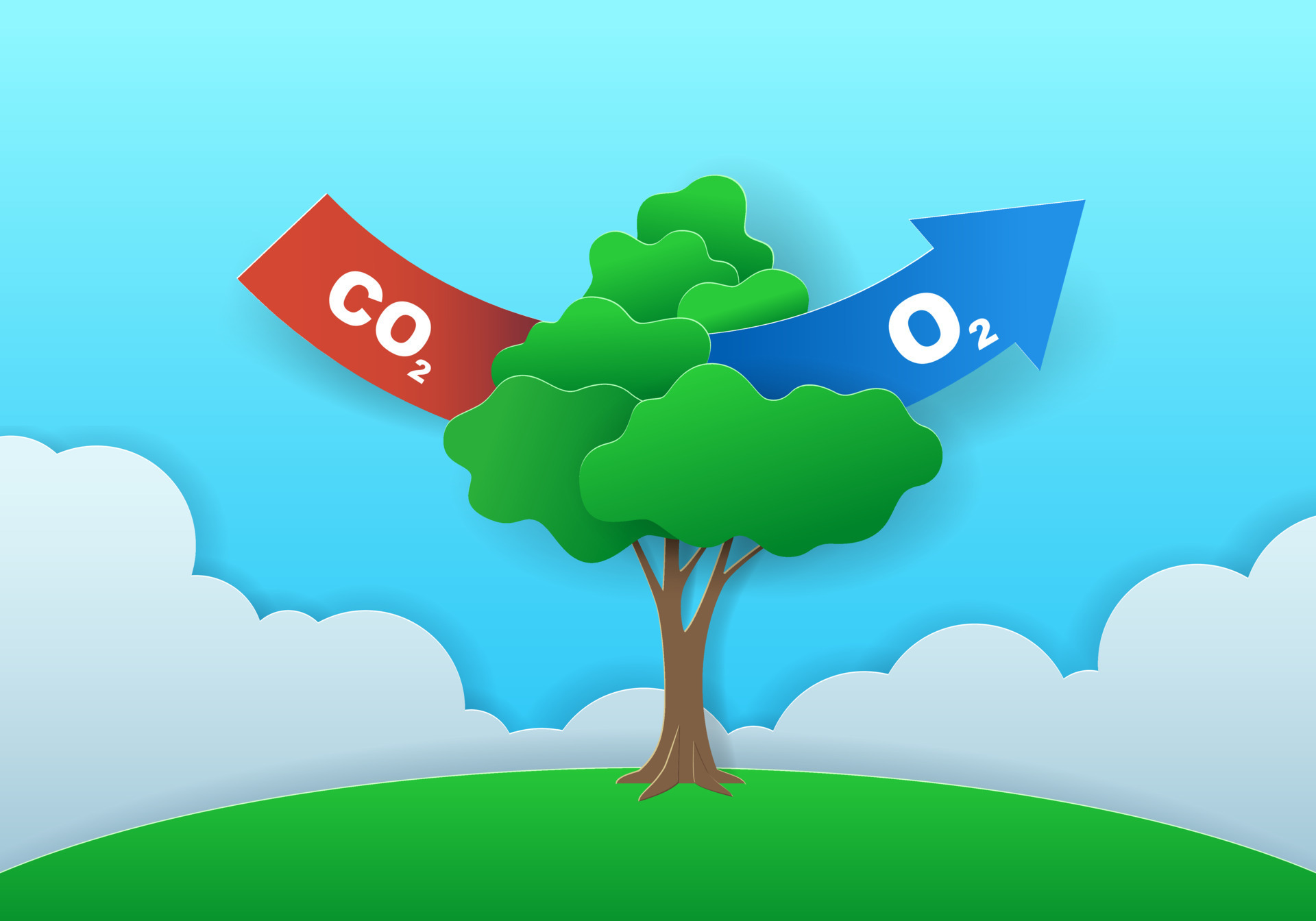 What Gas Is Released Into The Air As A Result Of Photosynthesis What Gas Is Released Into The Air As A Result Of Photosynthesis