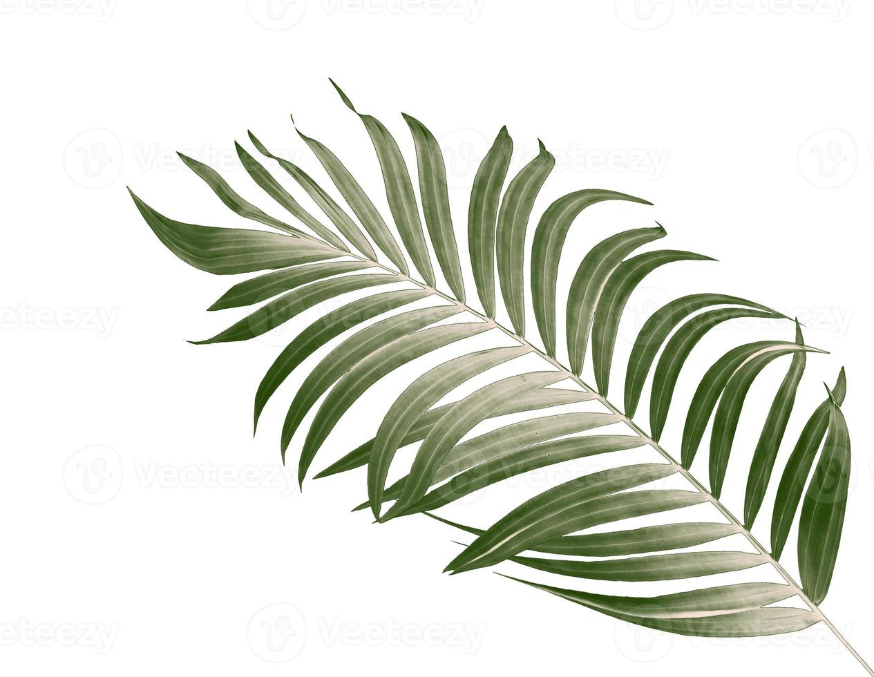 Green leaves of palm tree on white background photo