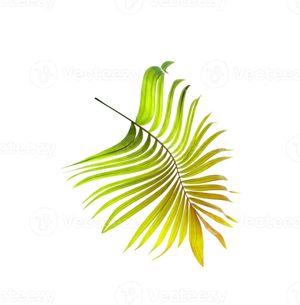 Green leaf of palm tree on white background photo