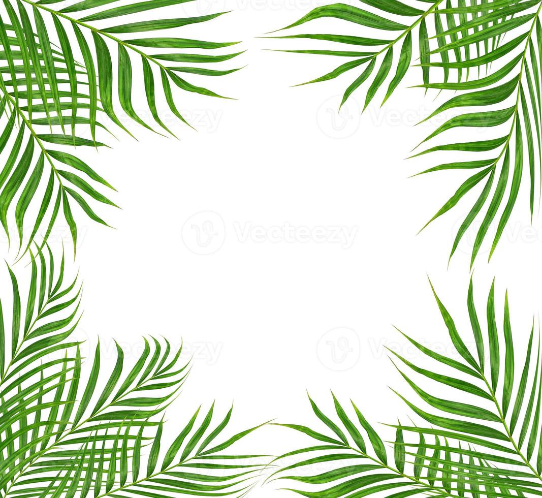 Green leaves of palm tree isolated on white background photo