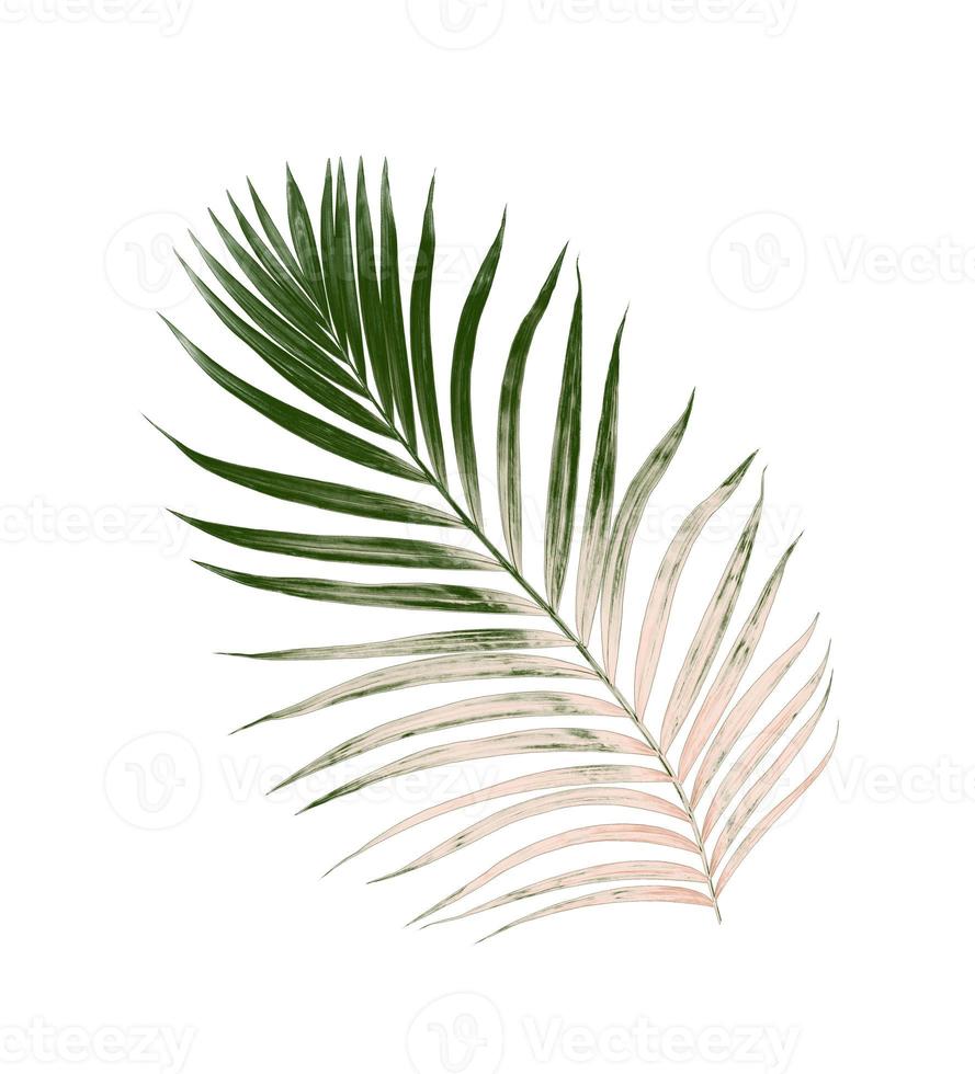 Green leaves of palm tree isolated on white background photo