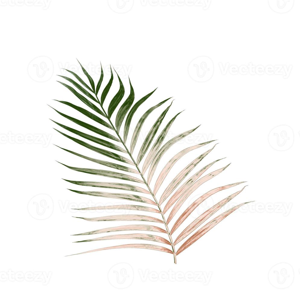 Green leaves of palm tree isolated on white background photo