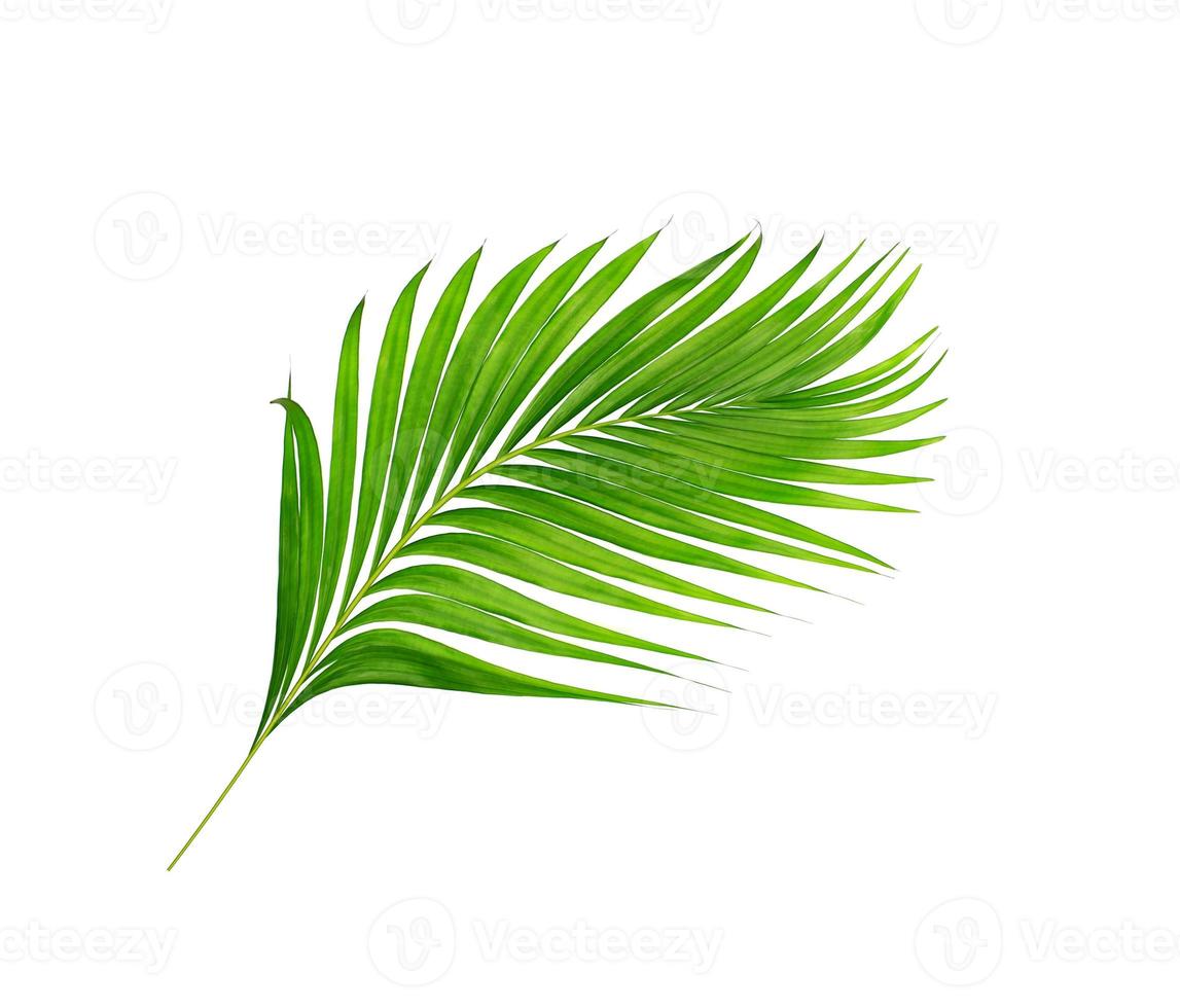 green leaves of palm tree isolated on white background photo