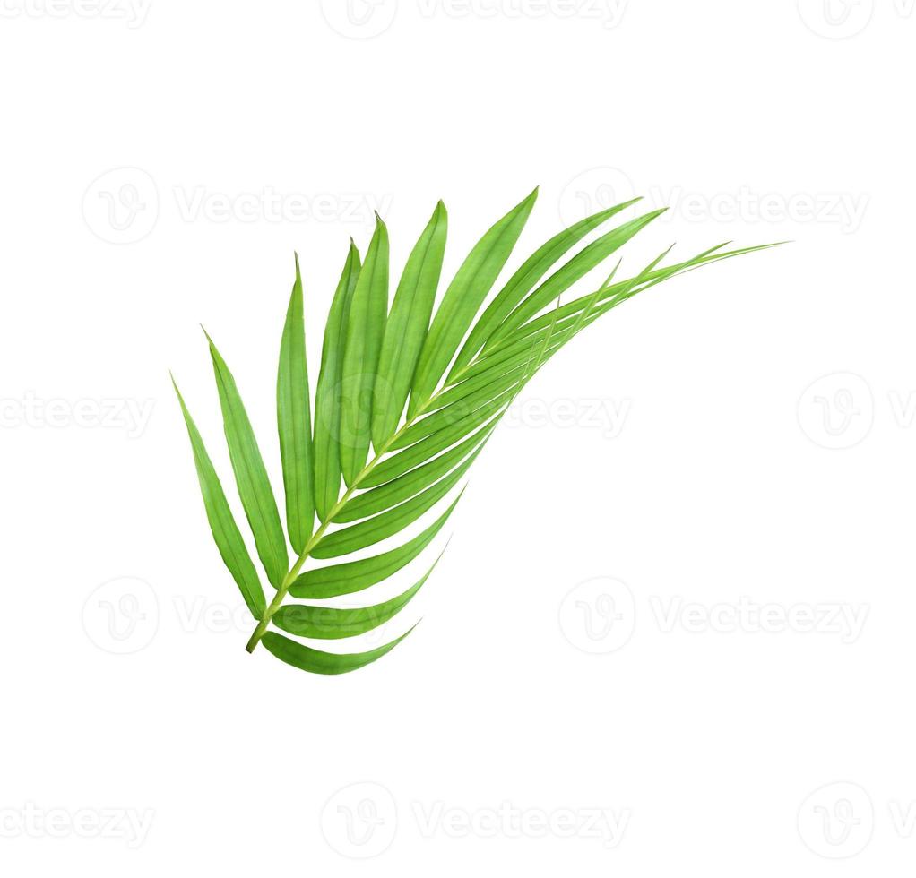 green leaf of palm tree isolated on white background photo