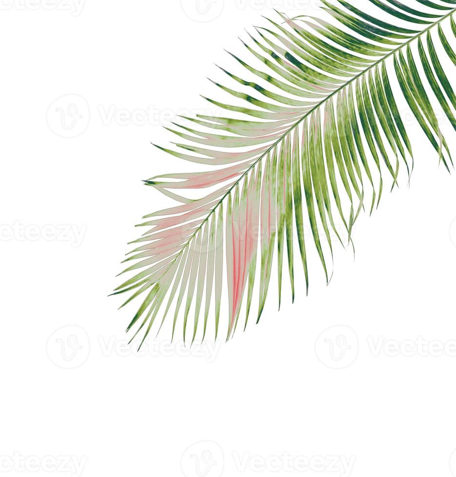 concept summer with green palm leaf from tropical . frond floral leaves branches tree isolated on white pattern background. flat lay, top view. photo